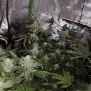 Royal Gorilla/Gushers