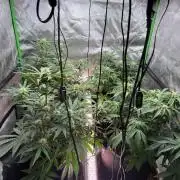Mango cherry runtz Auto Papaya Zoap Auto