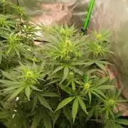 Sommer grow