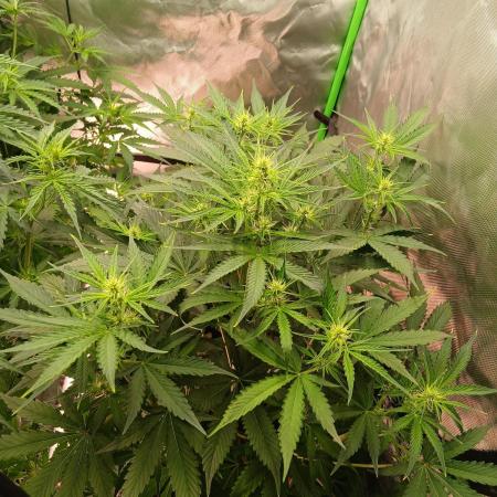 Sommer grow