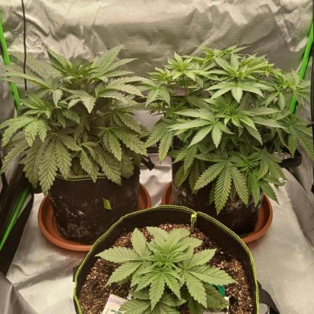 Royal Gorilla/Gushers