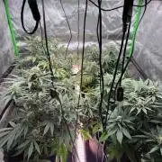 Mango cherry runtz Auto Papaya Zoap Auto