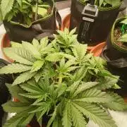 Mango cherry runtz Auto Papaya Zoap Auto