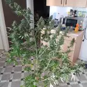 Sommer grow