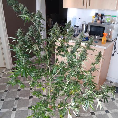 Sommer grow