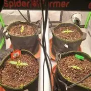Mango cherry runtz Auto Papaya Zoap Auto