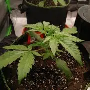 Mango cherry runtz Auto Papaya Zoap Auto