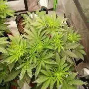 Sommer grow