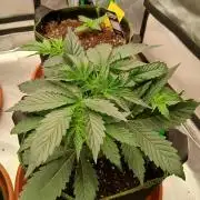 Sommer grow