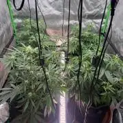 Mango cherry runtz Auto Papaya Zoap Auto