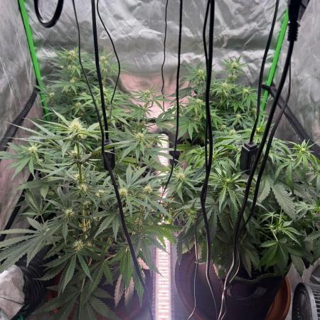 Mango cherry runtz Auto Papaya Zoap Auto