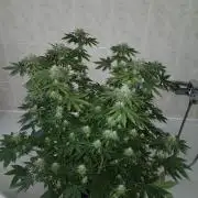 Royal Gorilla/Gushers