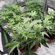 Mango cherry runtz Auto Papaya Zoap Auto