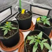 Sommer grow