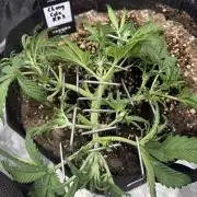 Cherry Cola Auto RF3