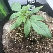 Cherry Cola Auto RF3
