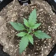 Purple Lemonade Auto