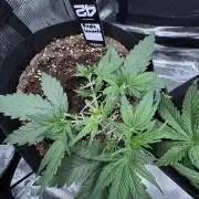 Purple Lemonade Auto