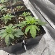 Diario French indoor seed 2026