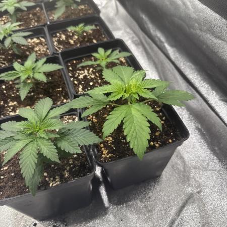 Diario French indoor seed 2026