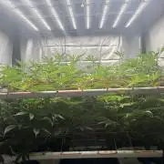 Black Powdered - RDWC