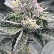 Black Powdered - RDWC