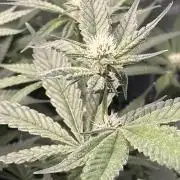 Black Powdered - RDWC