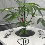 Black Powdered - RDWC