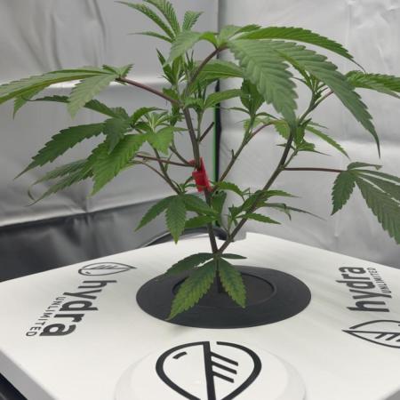 Black Powdered - RDWC