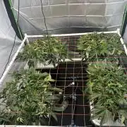 Black Powdered - RDWC