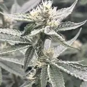 Black Powdered - RDWC