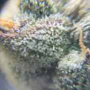 Black Powdered - RDWC