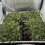 Black Powdered - RDWC