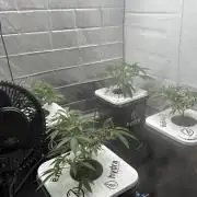 Black Powdered - RDWC