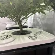 Black Powdered - RDWC