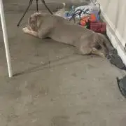 Black Powdered - RDWC