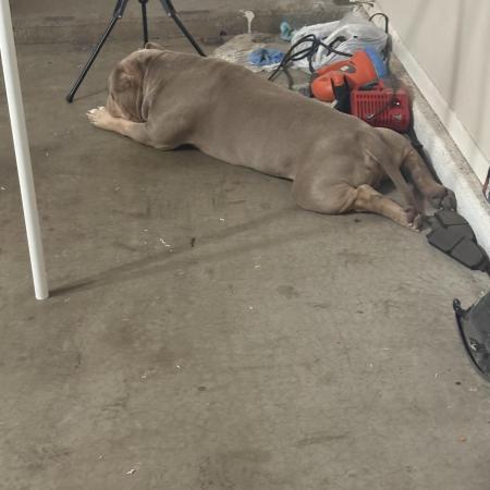 Black Powdered - RDWC