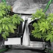 Ryu & Ken - Training Partners