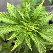 Ryu & Ken - Training Partners