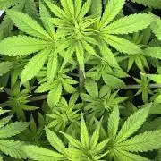 Ryu & Ken - Training Partners