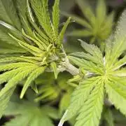 Ryu & Ken - Training Partners