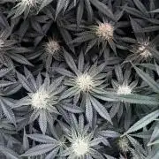 Ryu & Ken - Training Partners