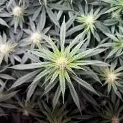 Ryu & Ken - Training Partners