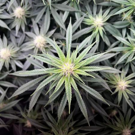 Ryu & Ken - Training Partners