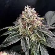 Ryu & Ken - Training Partners