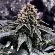 Ryu & Ken - Training Partners