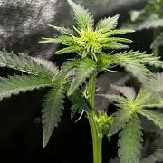 Ryu & Ken - Training Partners