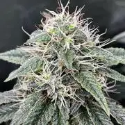 Ryu & Ken - Training Partners