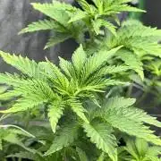 Ryu & Ken - Training Partners