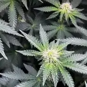 Ryu & Ken - Training Partners